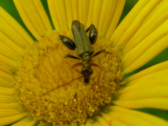 Oedemera flavipes